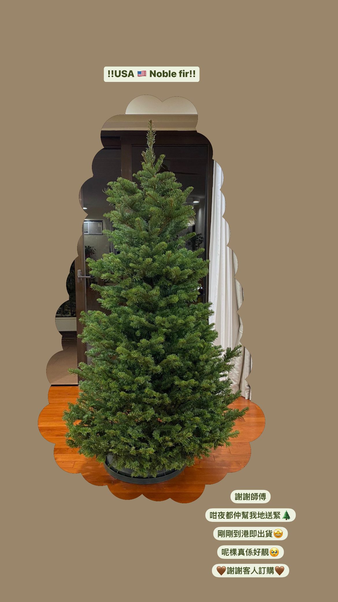 USA Noble Fir Preorder