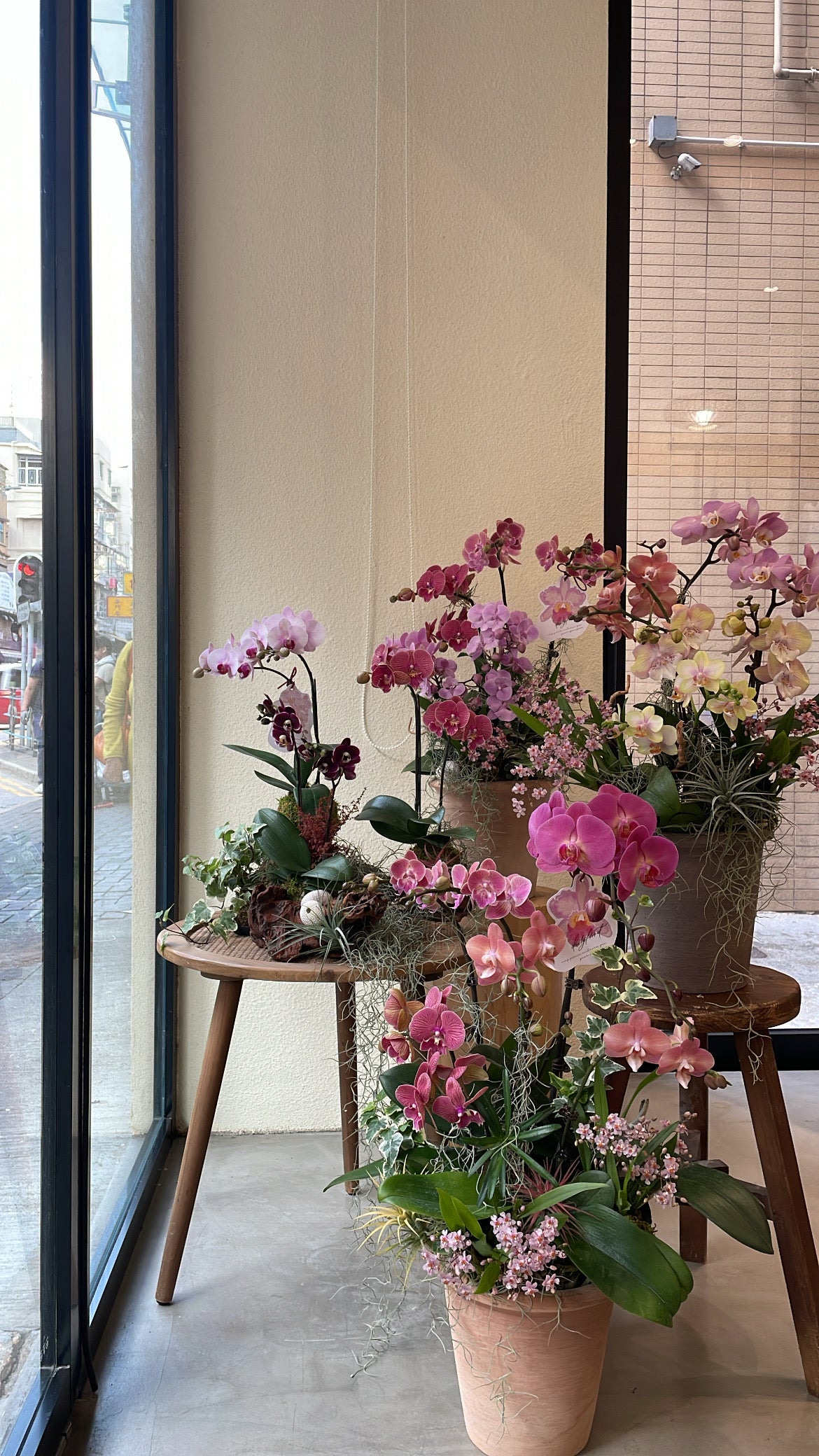 Orchid Bonsai - 心想事成