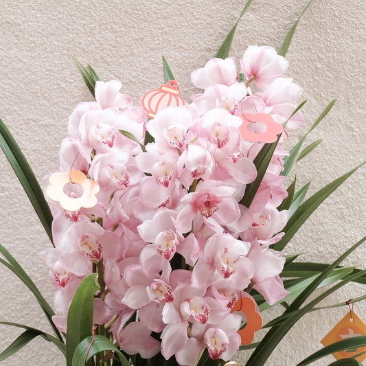 Japanese Orchid 日本蕙蘭