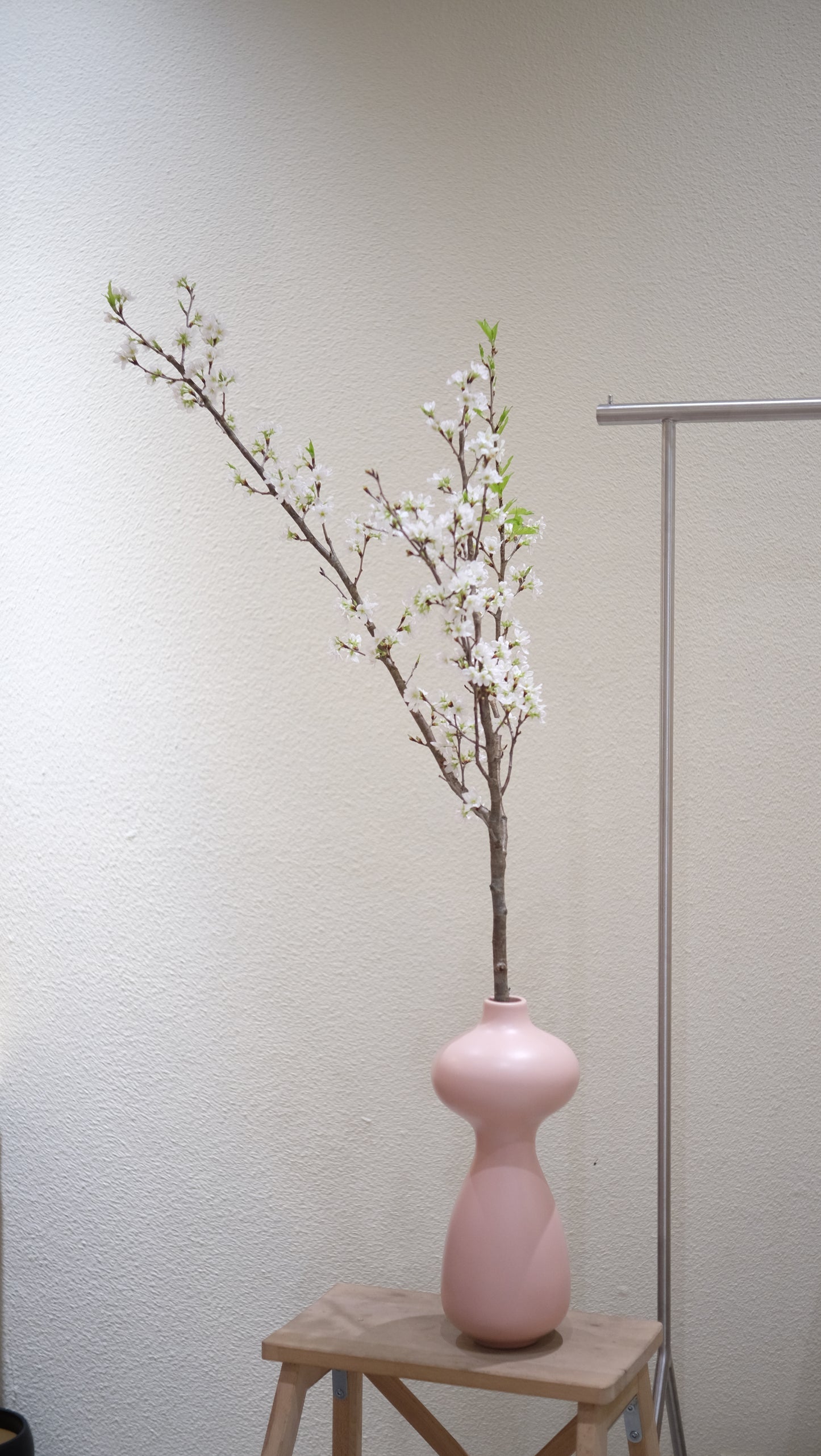 Japan Keio Sakura 日本啟翁櫻