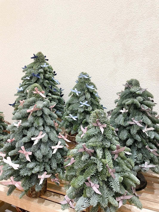 Ribbon Noble Tree