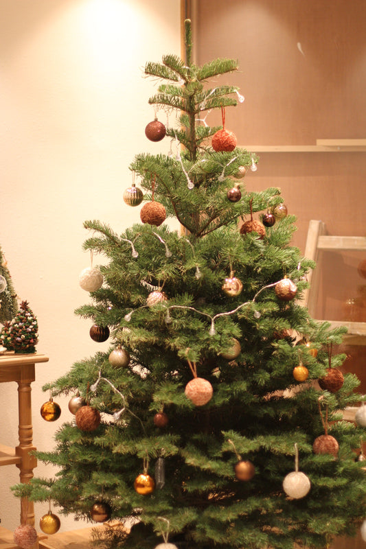 USA Noble Fir Preorder