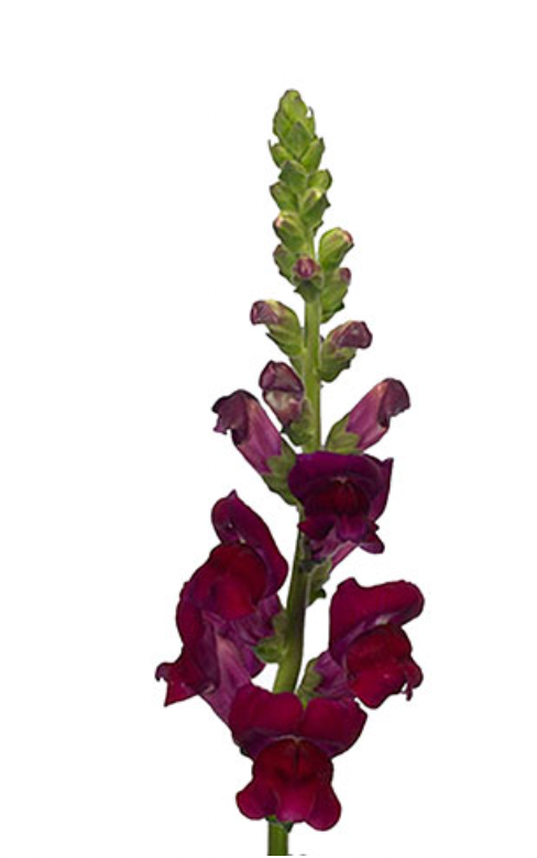 Antirrhinum 金魚草