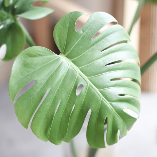 Monstera Deliciosa