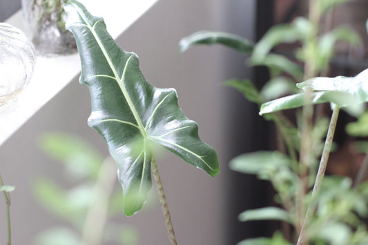 Alocasia Sarian 薩莉安海芋