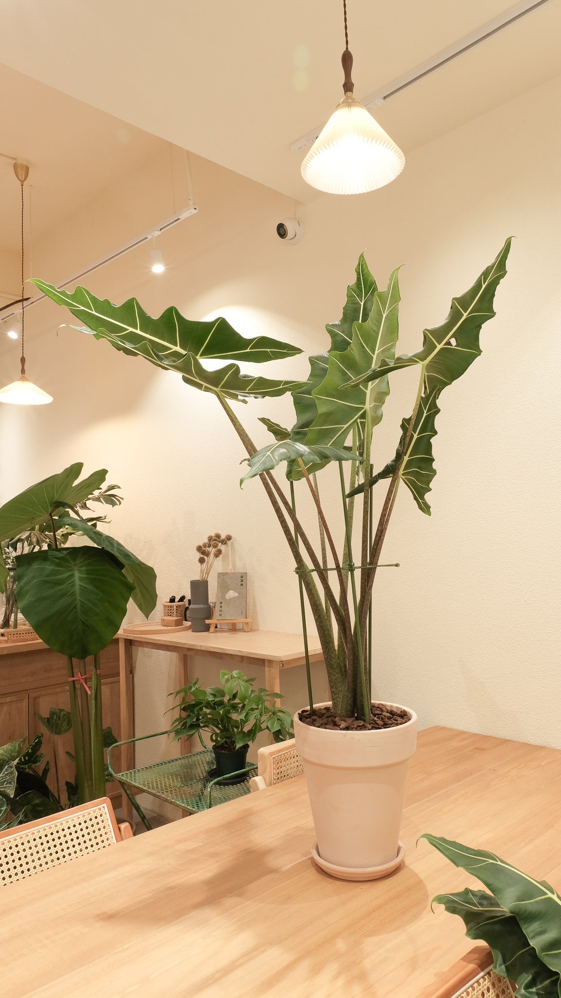 Alocasia Sarian 薩莉安海芋