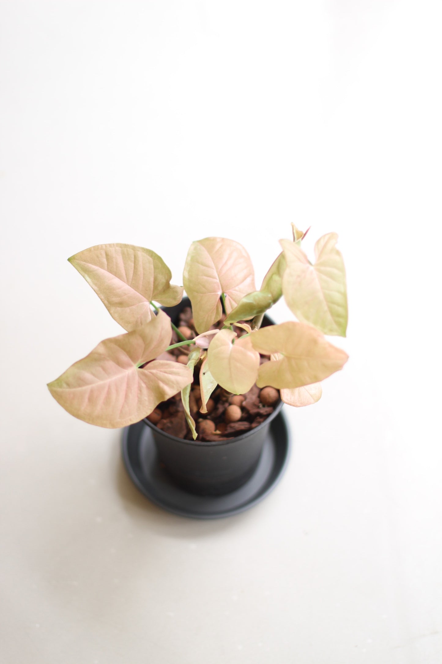 Syngonium Podophyllum