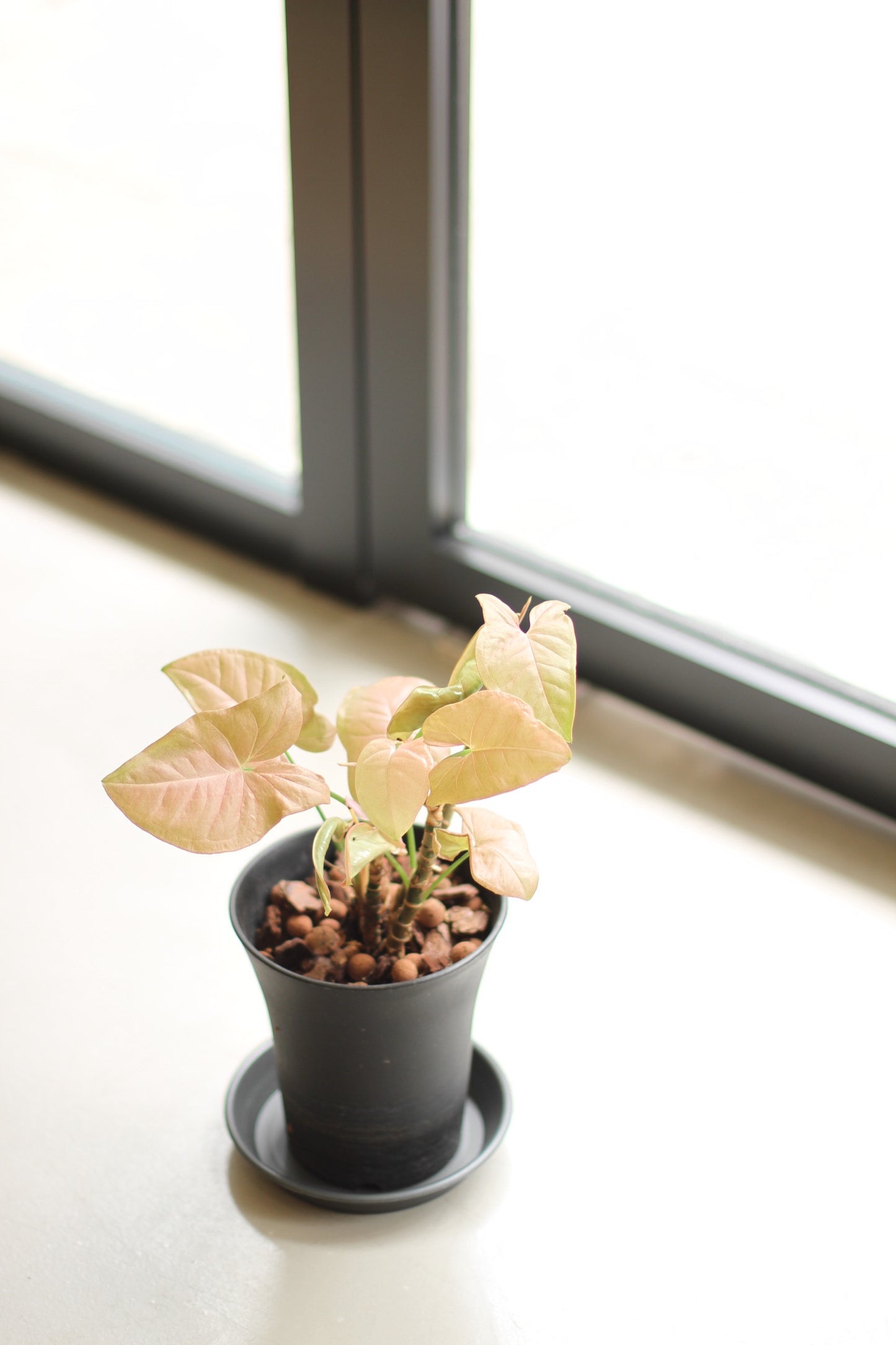Syngonium Podophyllum