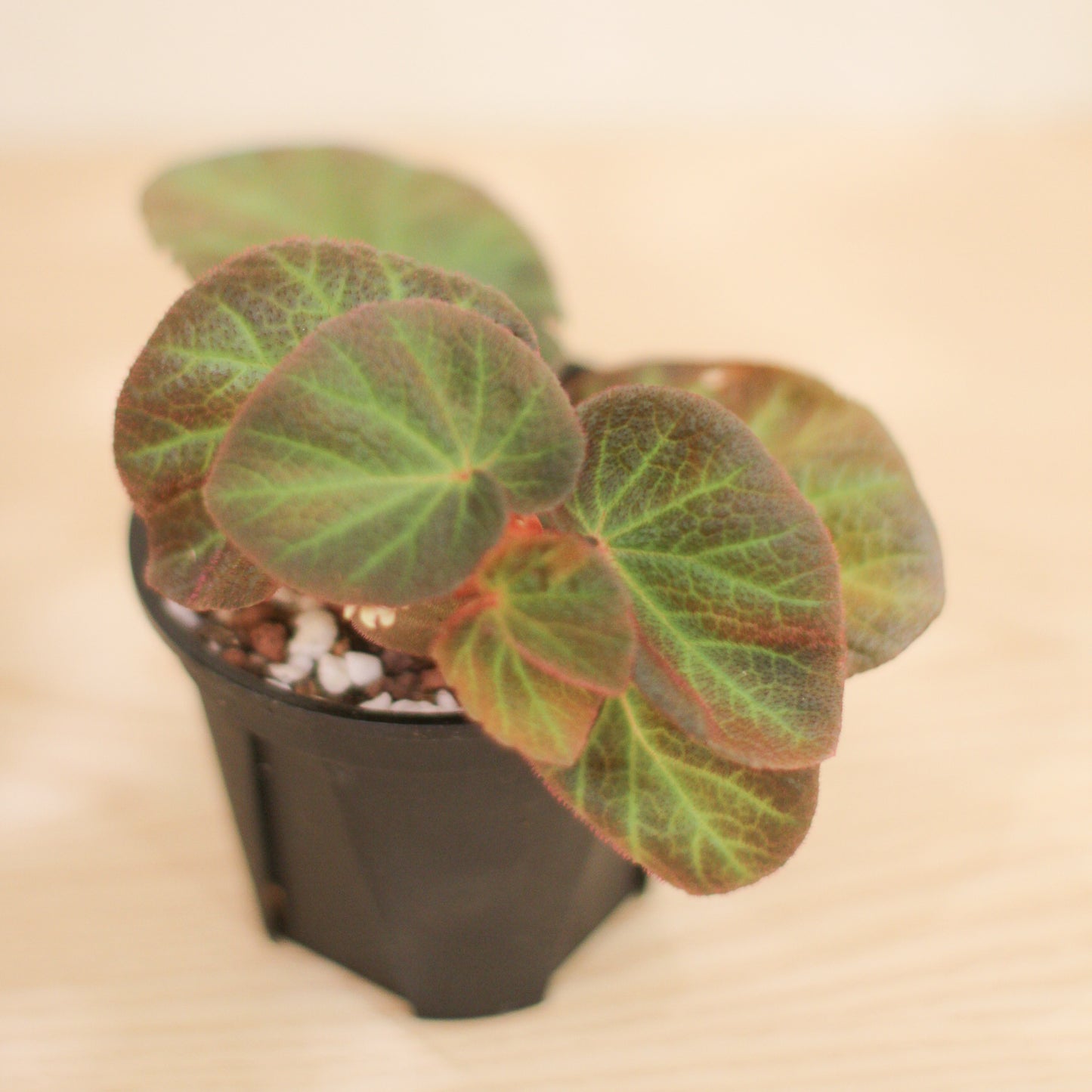Begonia #5