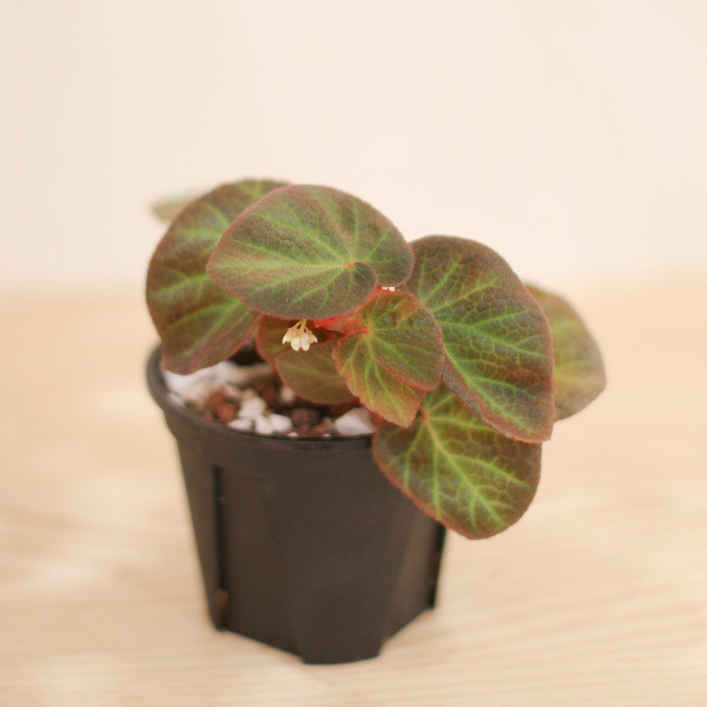 Begonia #5