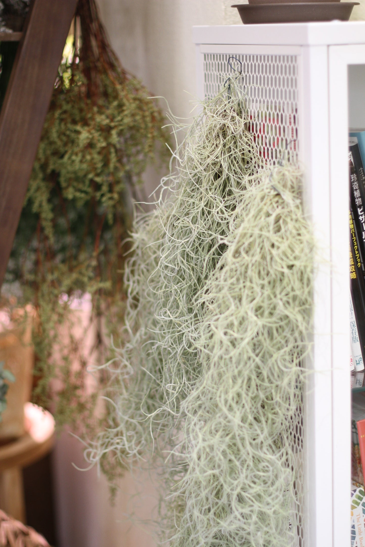 Tillandsia Usneoides Air Plant