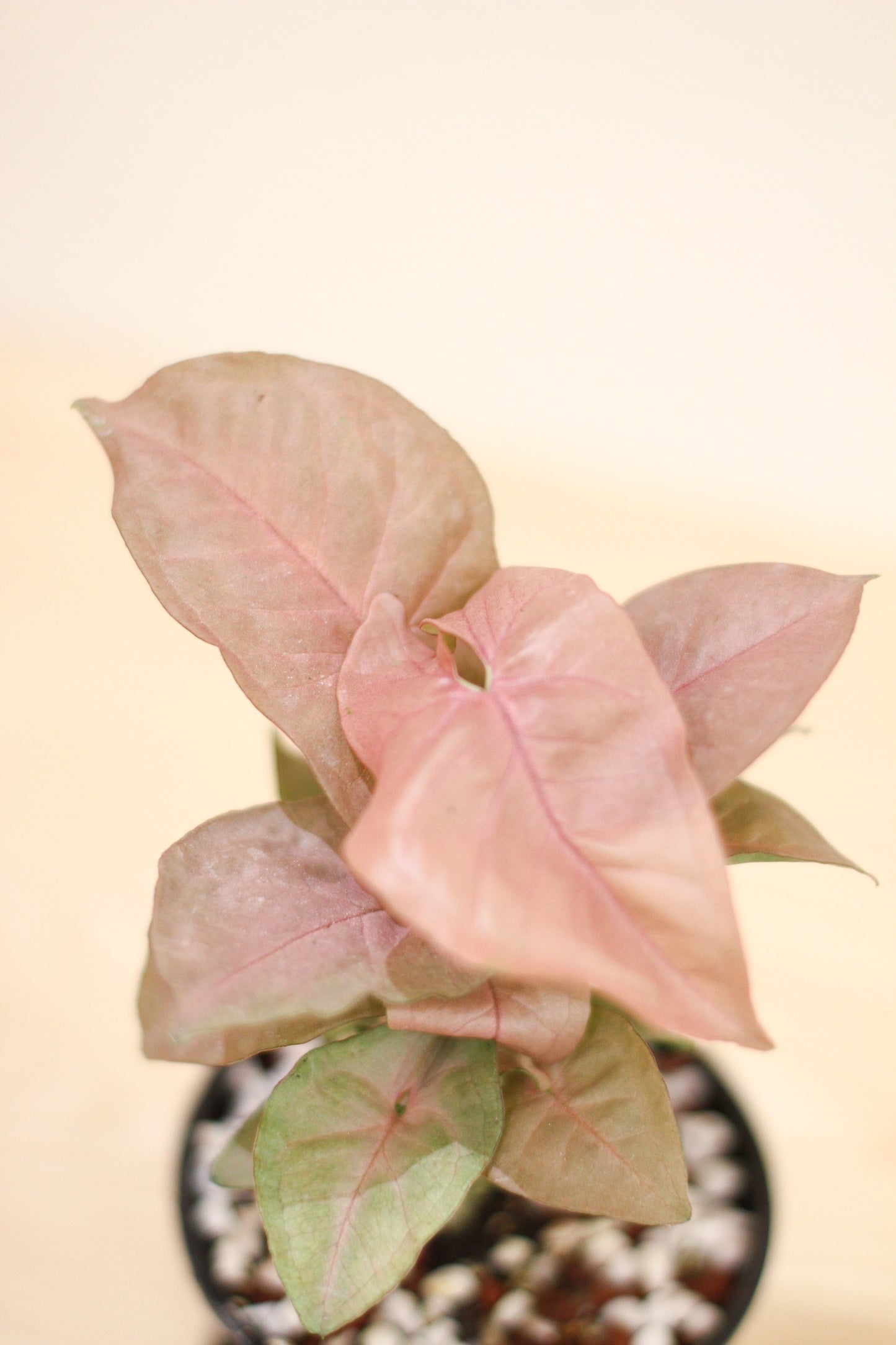 Syngonium Podophyllum
