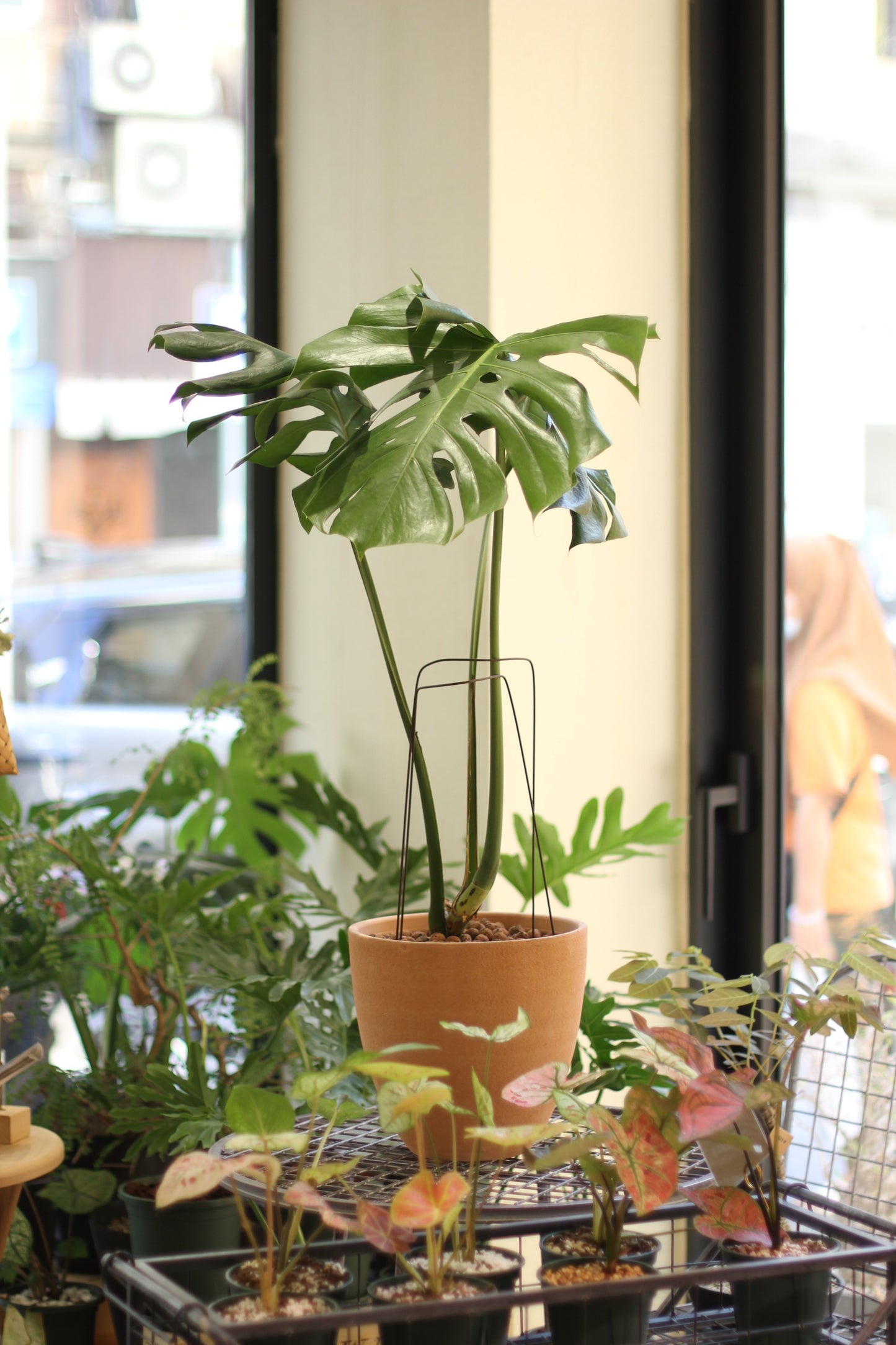 Monstera Deliciosa