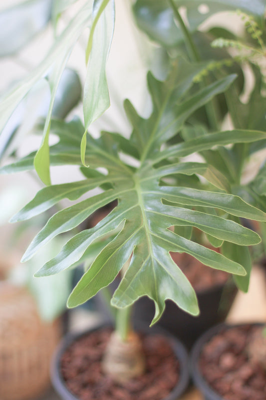 Philodenron Selloum Koch 春羽