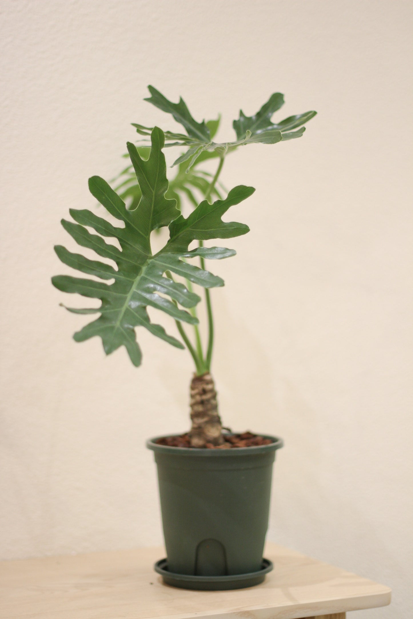 Philodenron Selloum Koch 春羽