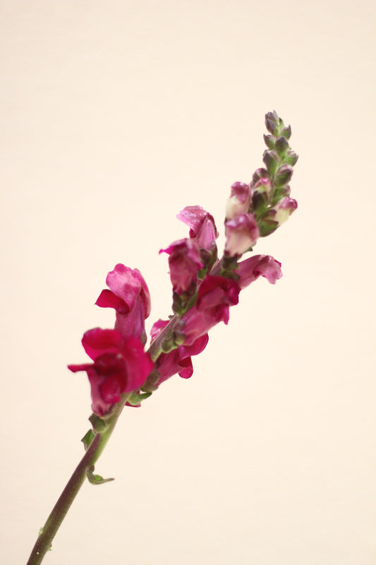 Antirrhinum 金魚草