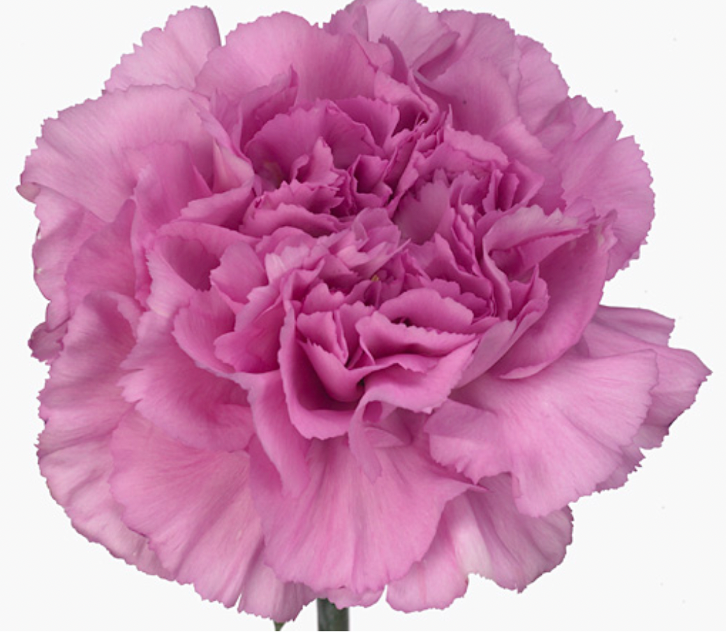 MoD Series | Single Columbia Carnation