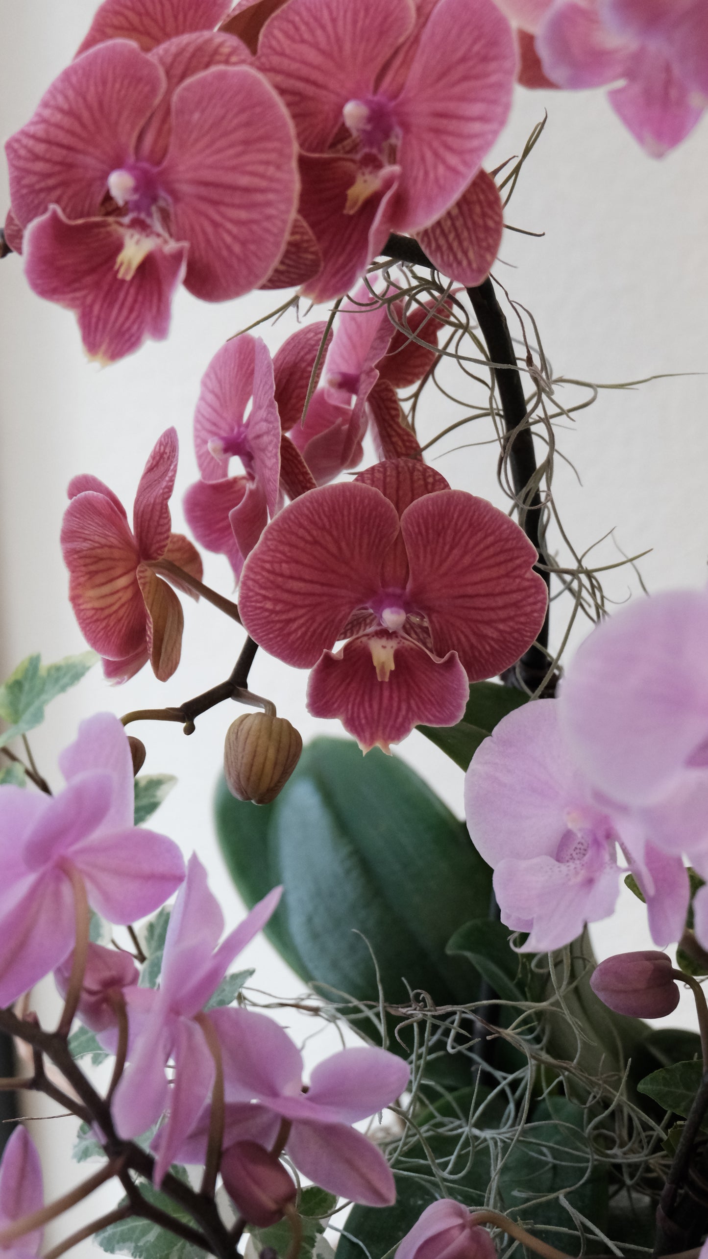 Orchid Bonsai - 心想事成