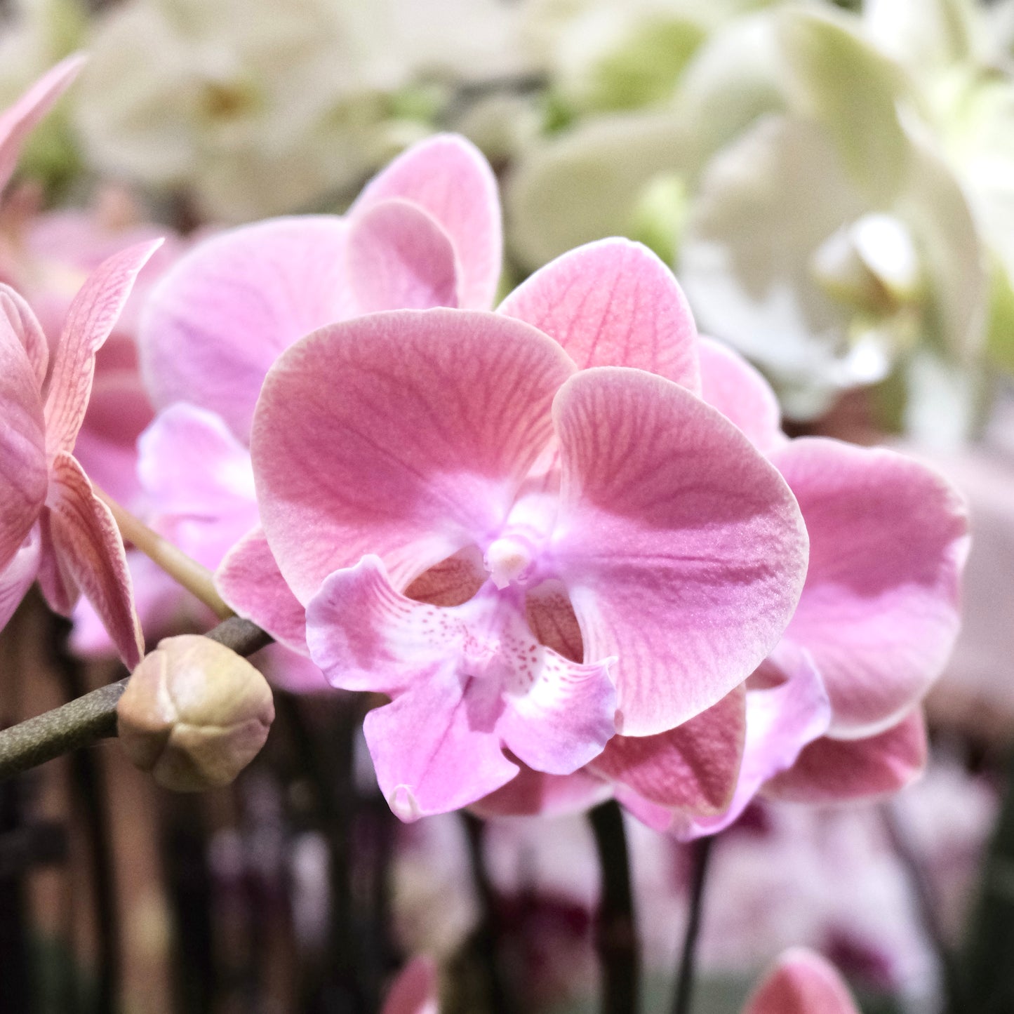 2026 Orchids