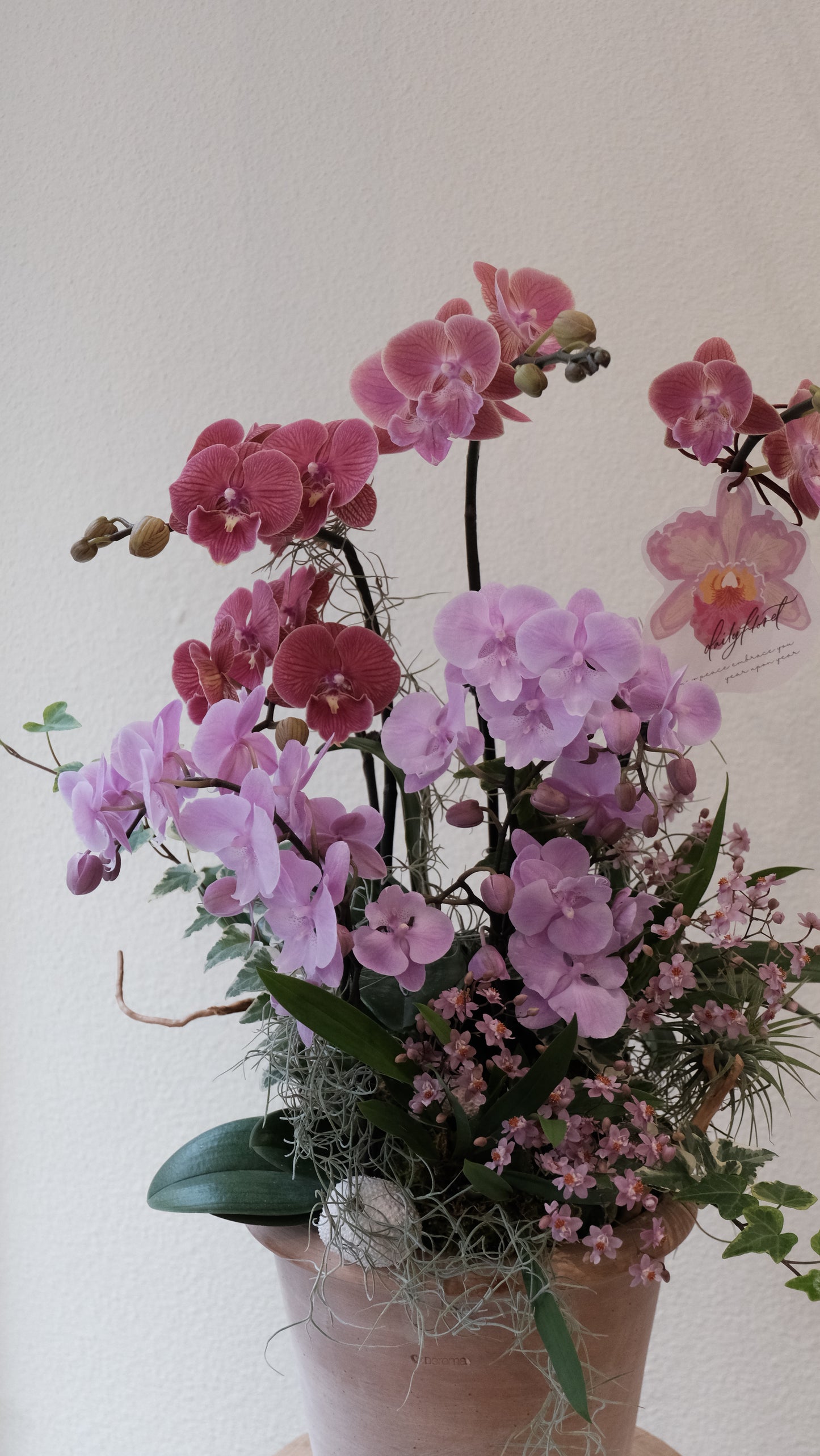 Orchid Bonsai - 心想事成