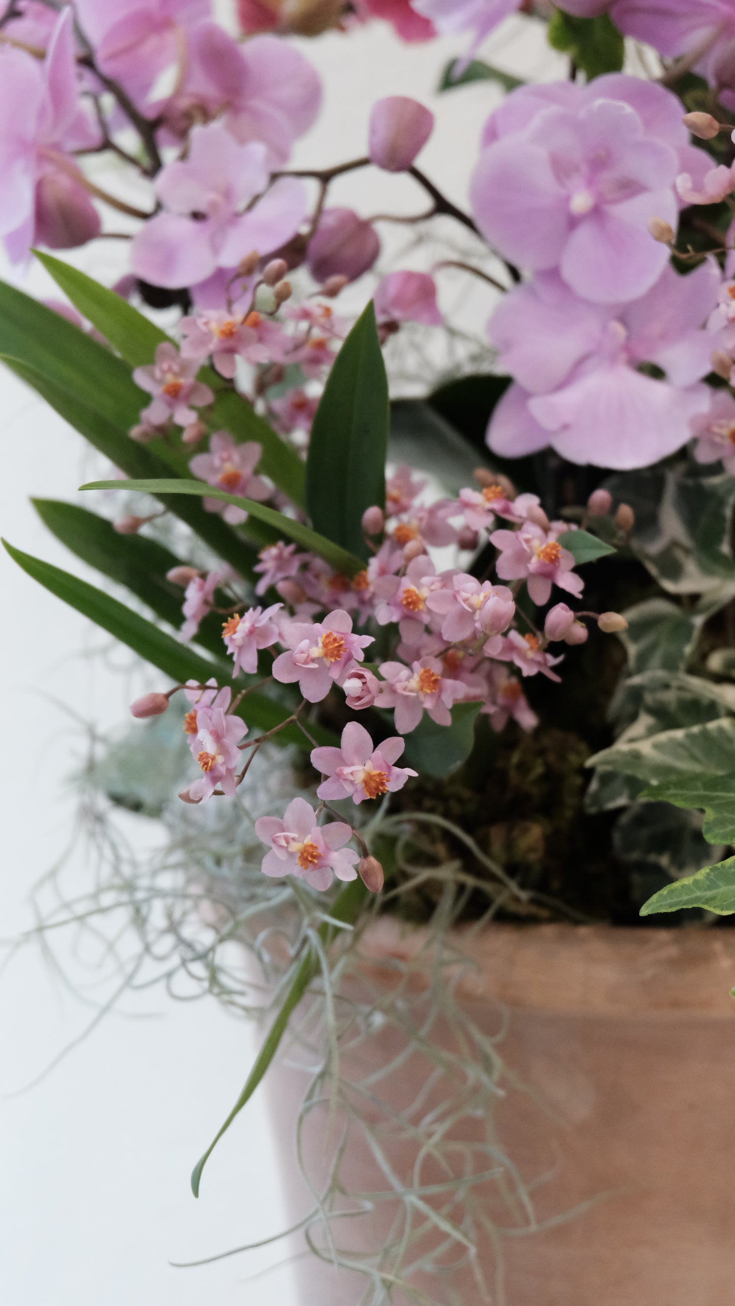 Orchid Bonsai - 心想事成