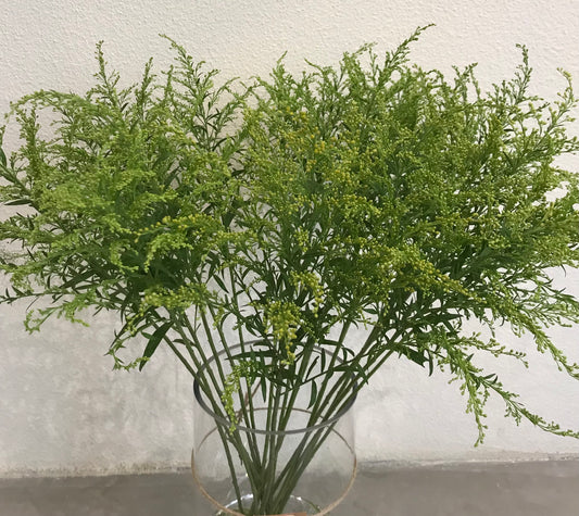 Solidago 麒麟草