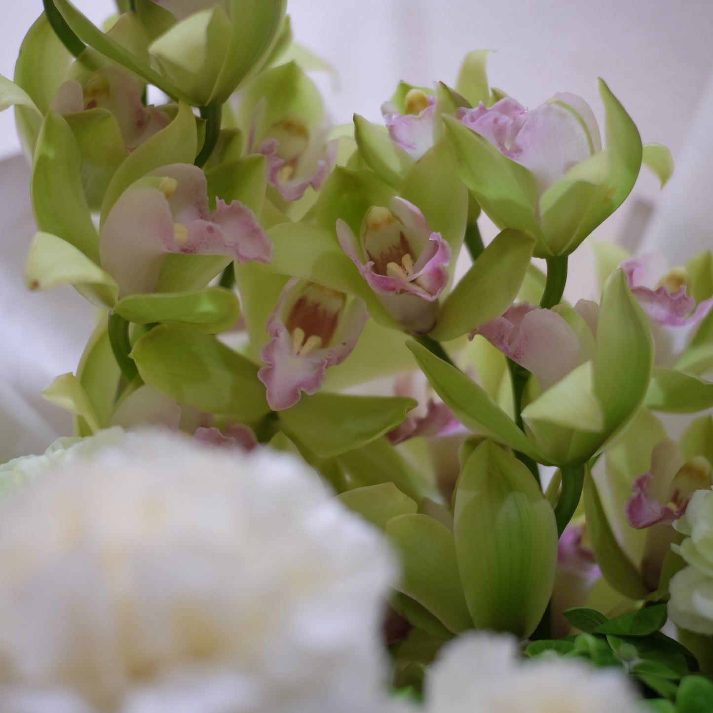 Cymbidium 惠蘭