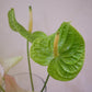 Anthurium 掌