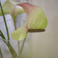 Anthurium 掌