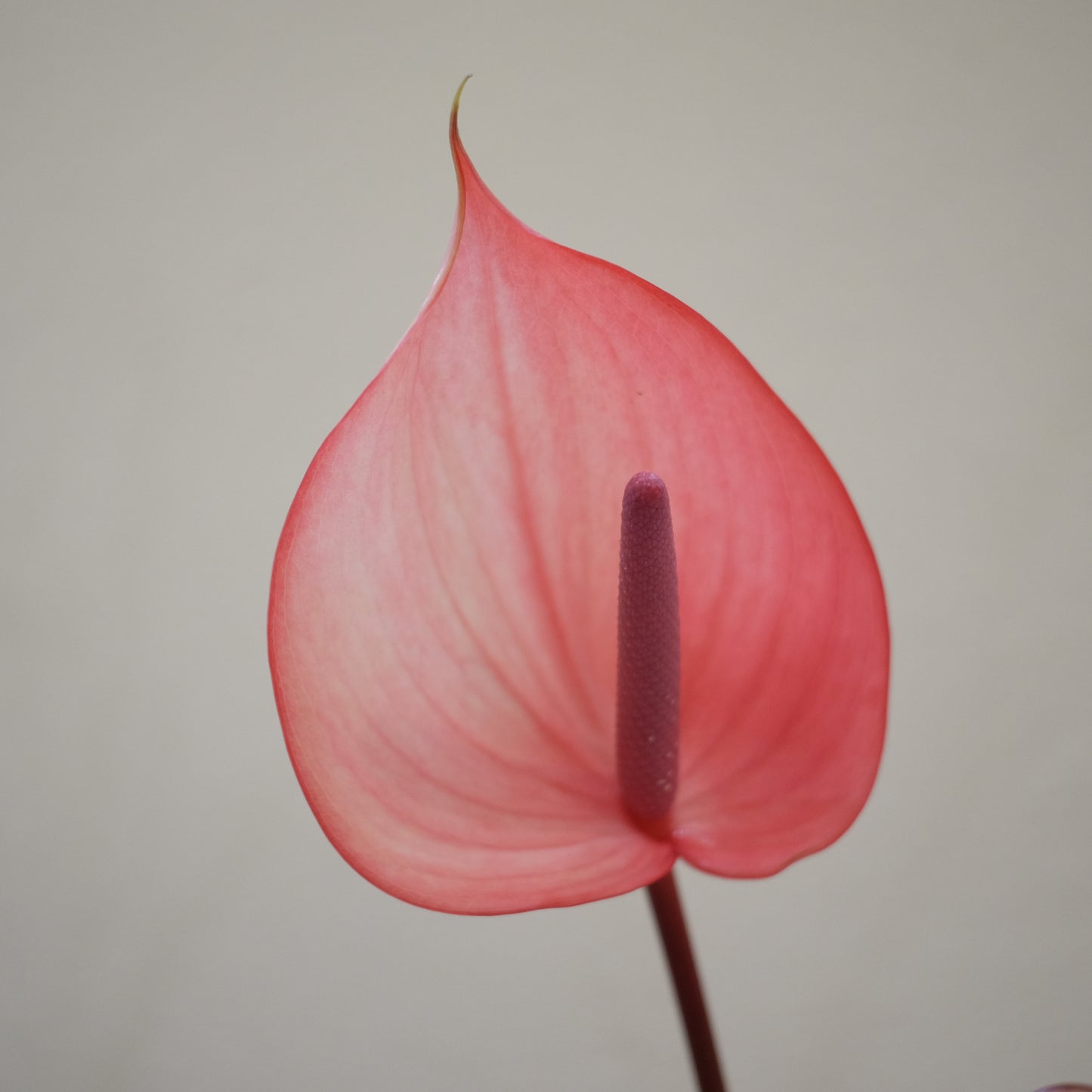 Anthurium 掌