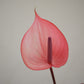 Anthurium 掌