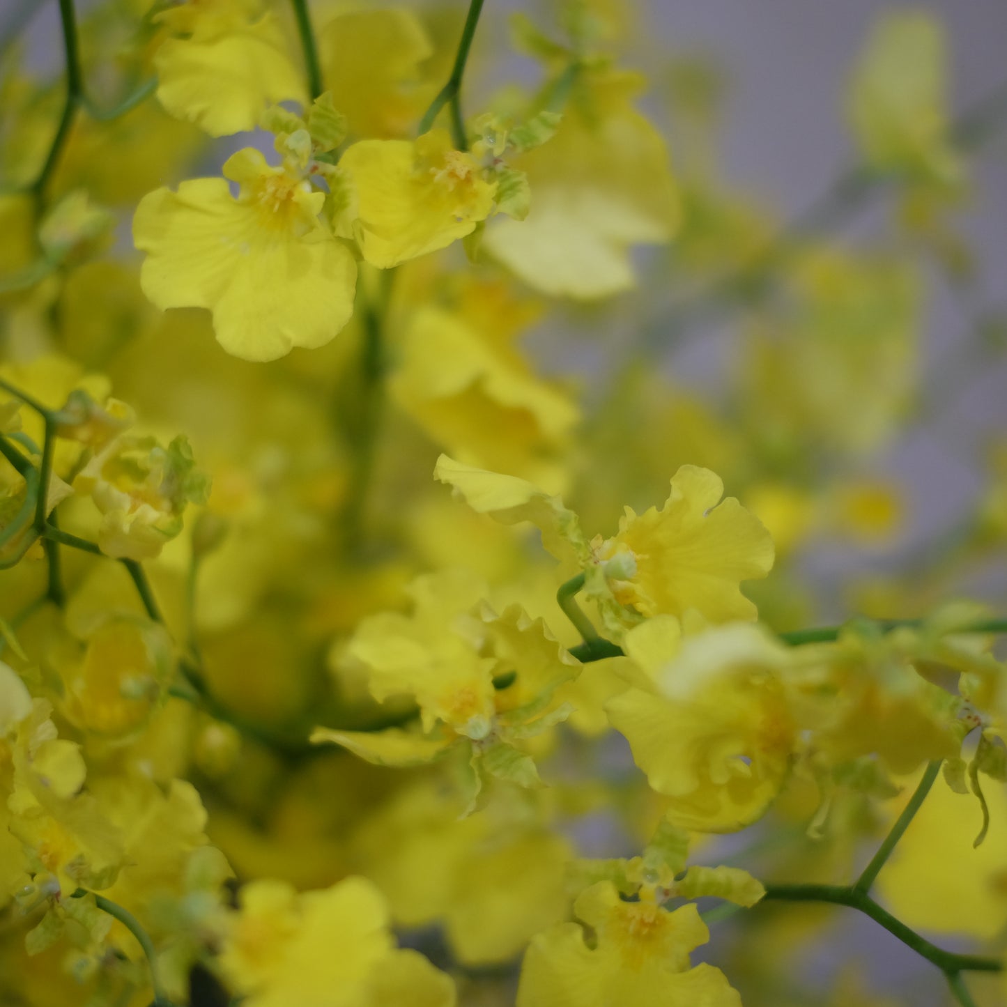 Oncidium 文心蘭