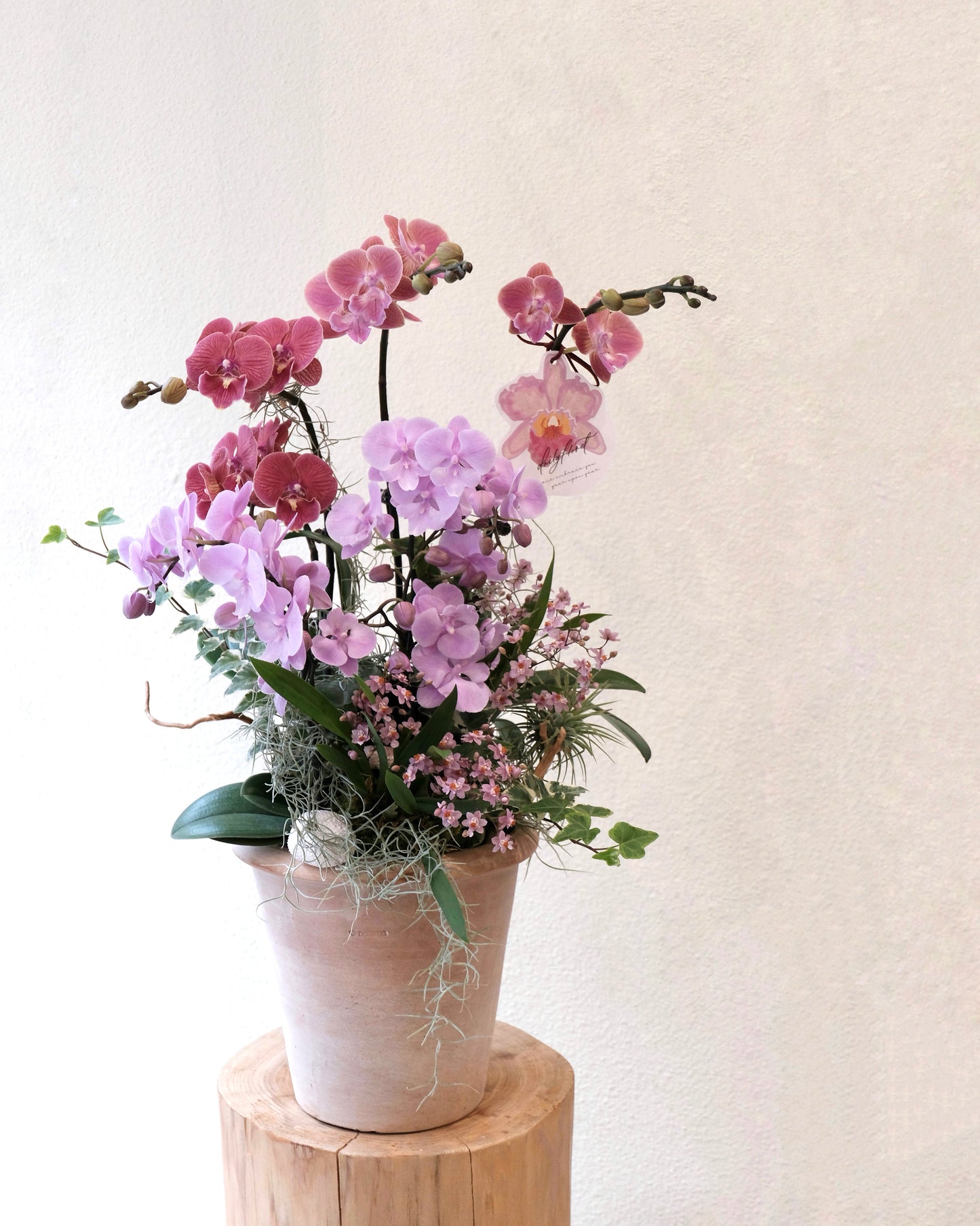 Orchid Bonsai - 心想事成