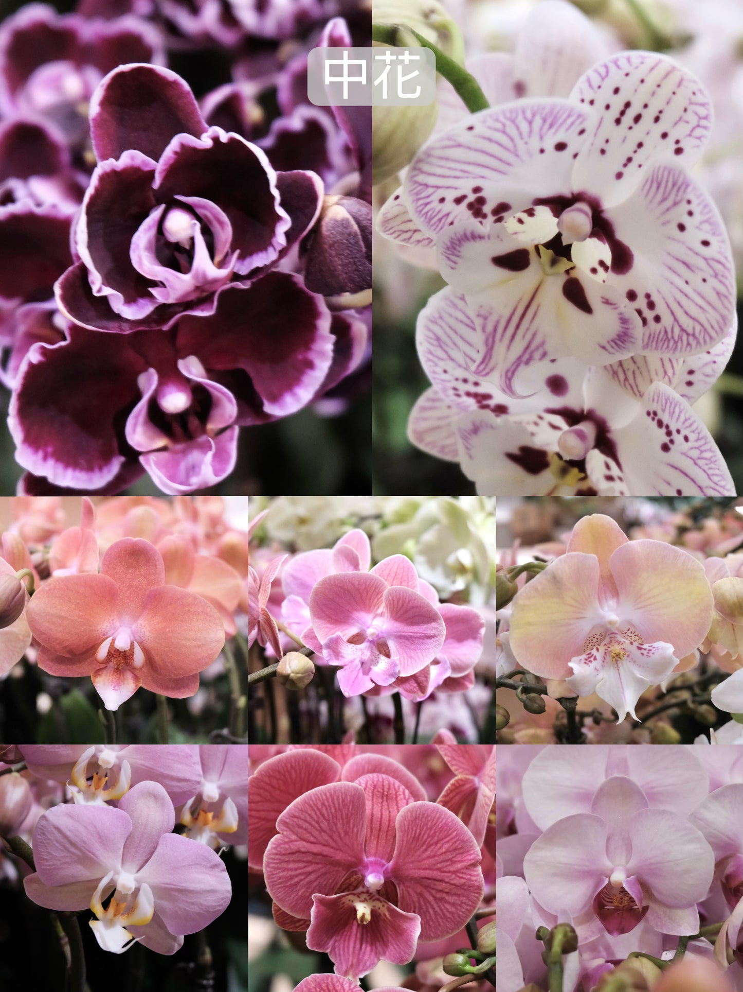 2026 Orchids