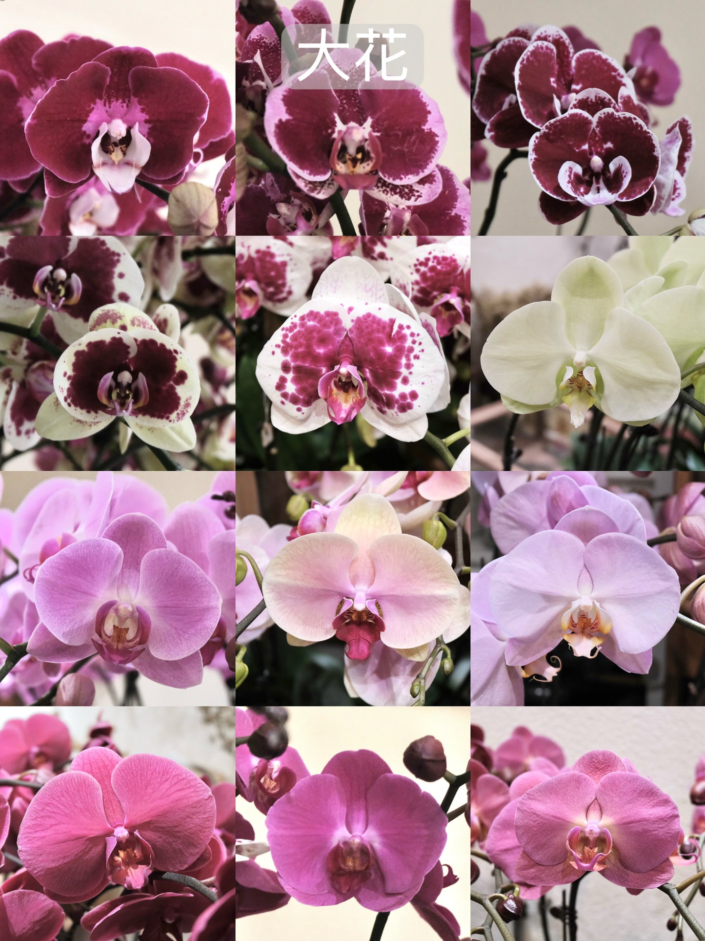 2026 Orchids