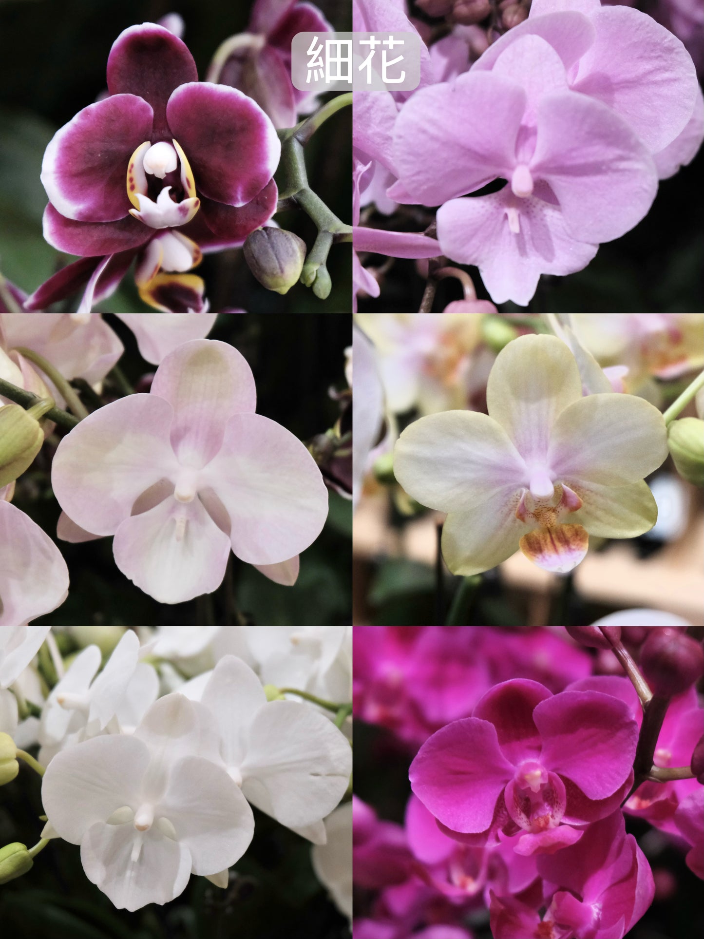 2026 Orchids