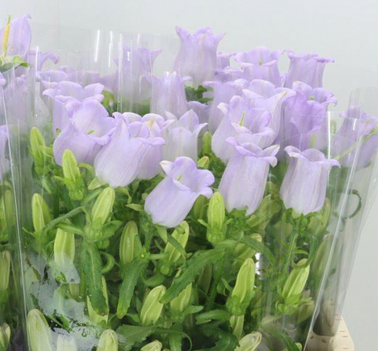 Campanula 風鈴花