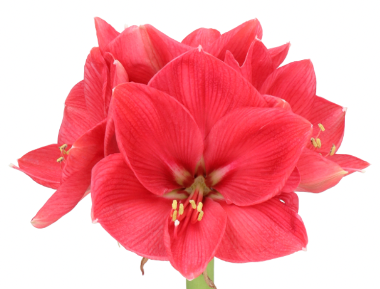 Amaryllis 朱頂蘭