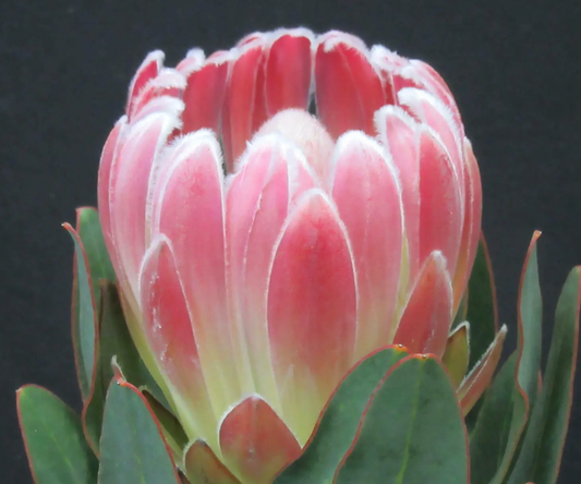 Protea 公主花