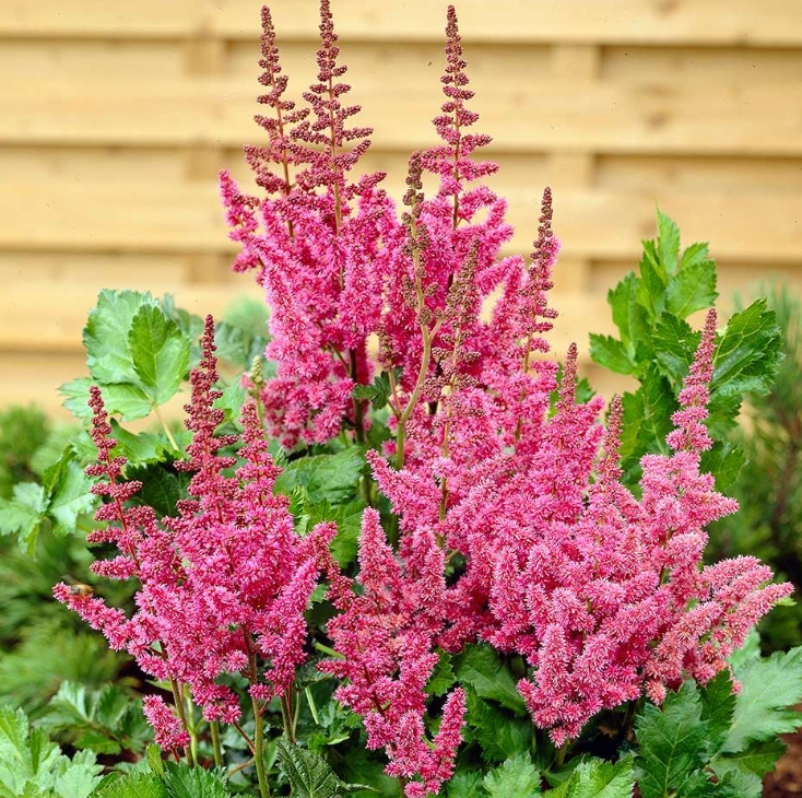 Astilbe 落新婦