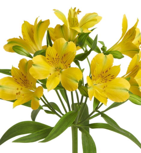 Alstroemeria 六初花