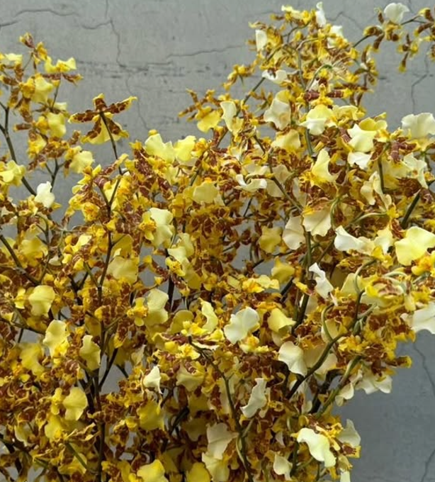 Oncidium 文心蘭