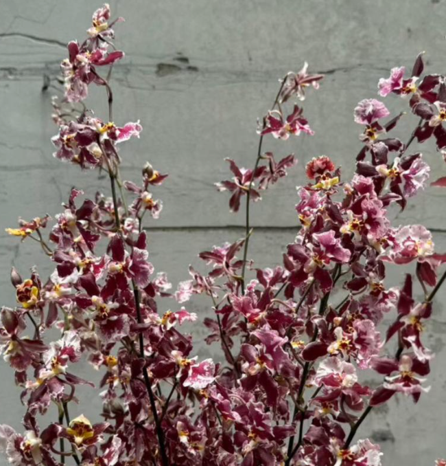 Oncidium 文心蘭