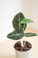 Alocasia Black Velvet