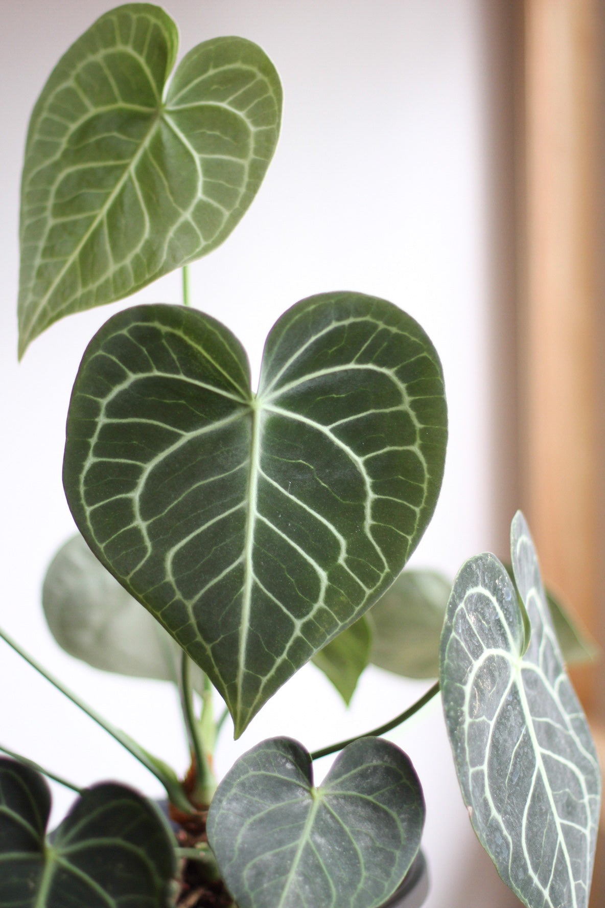 Anthurium Crystallinum