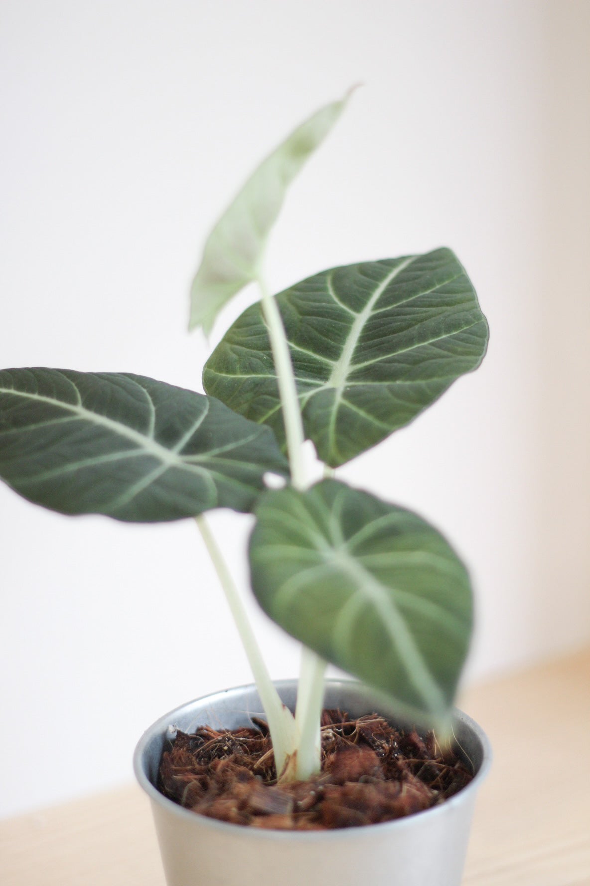 Alocasia Black Velvet