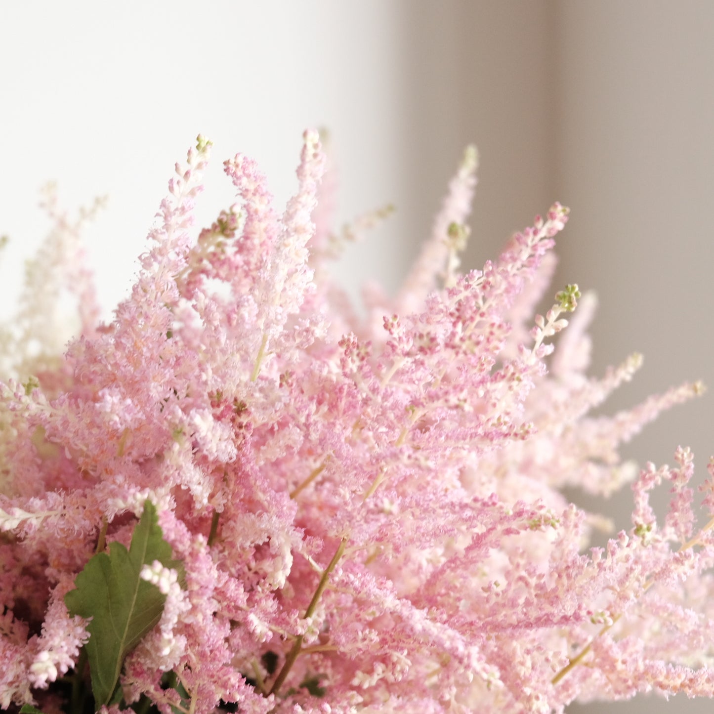 Astilbe 落新婦