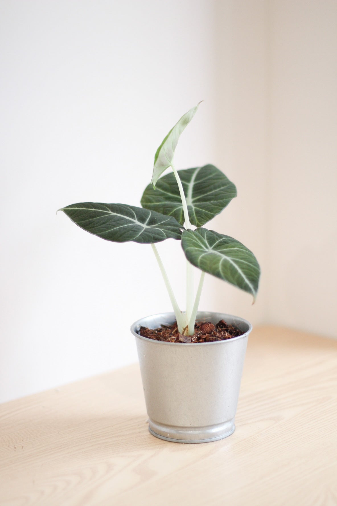 Alocasia Black Velvet