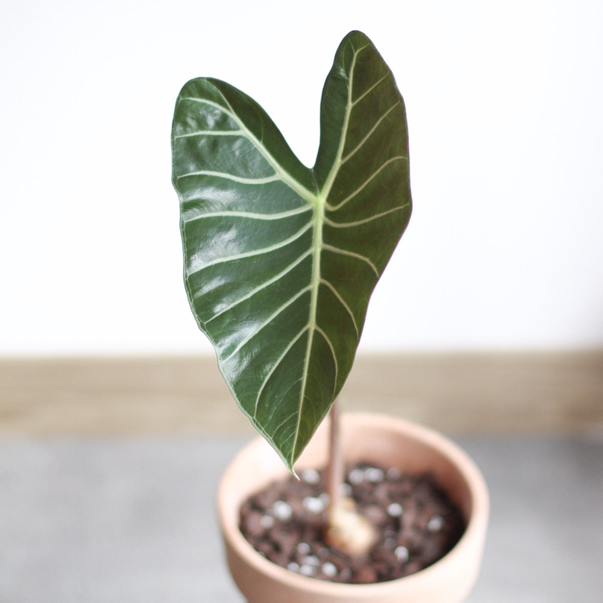 Alocasia Watsoniana