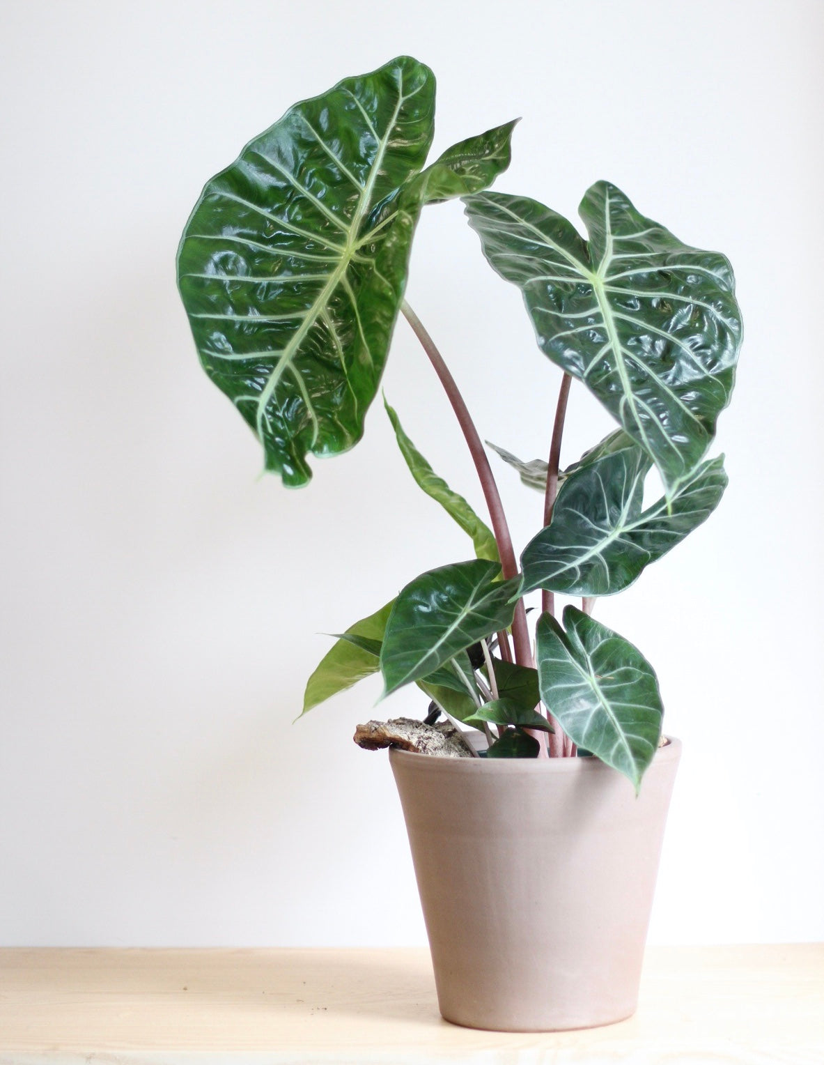 Alocasia Pink Dragon 粉龍海芋